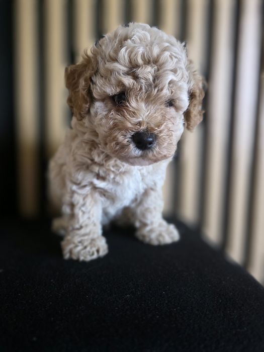 Bischpoo, pochonek.Badania genetyczne.