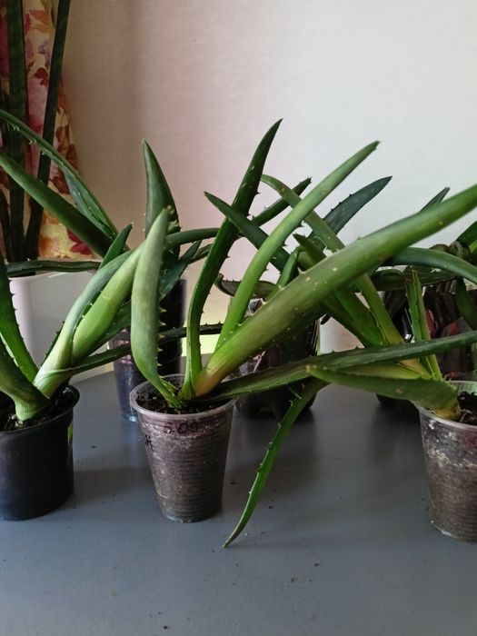 Черенки алоэ вера