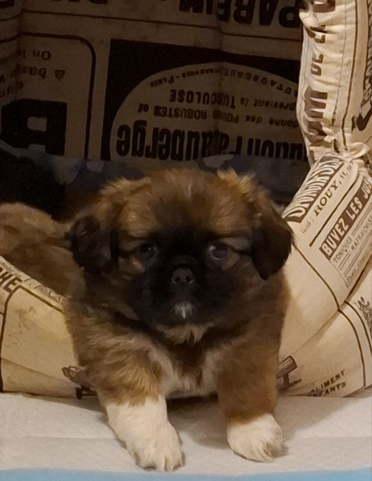 Продам чудових пекінесів