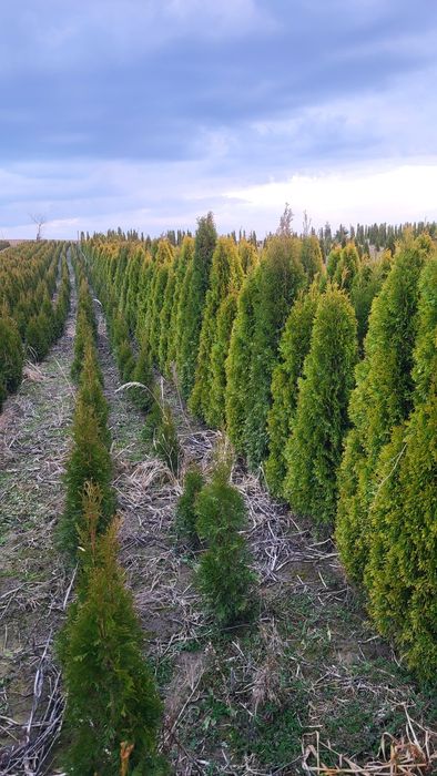 Tuje  Szmargd 150 do 190cm Promocja!!!