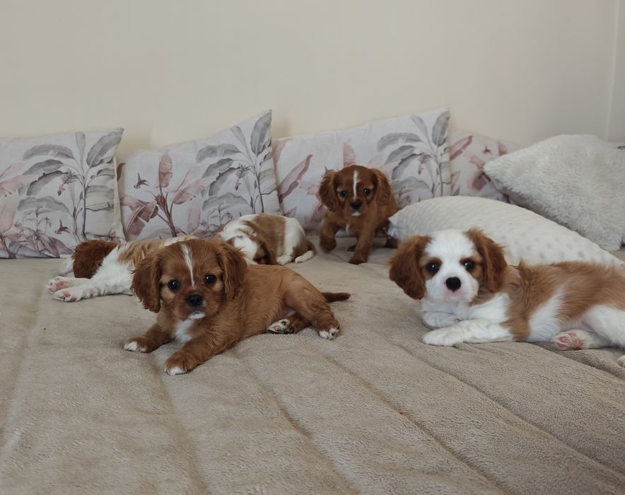 Cavalier King Charles Spaniel suczka rubinowa