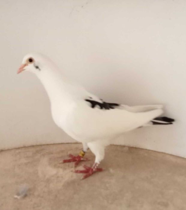 Lindo Pombo correio borracho