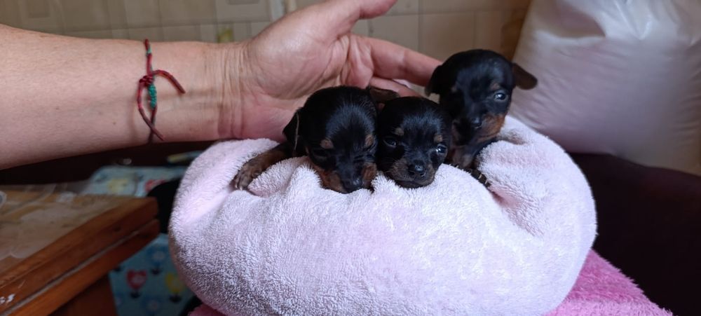 Щенки Той -терьера