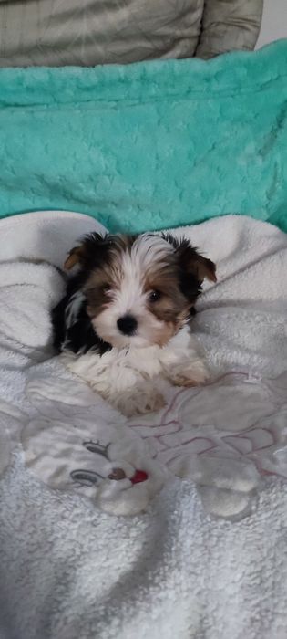 Yorkshire terrier biewer suczka