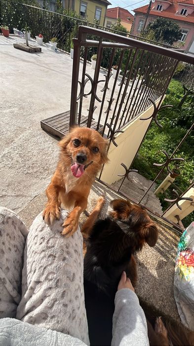 Cadela pequena adoção responsável