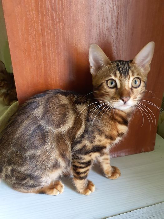 Дівчинка породи бенгал,Ben 24