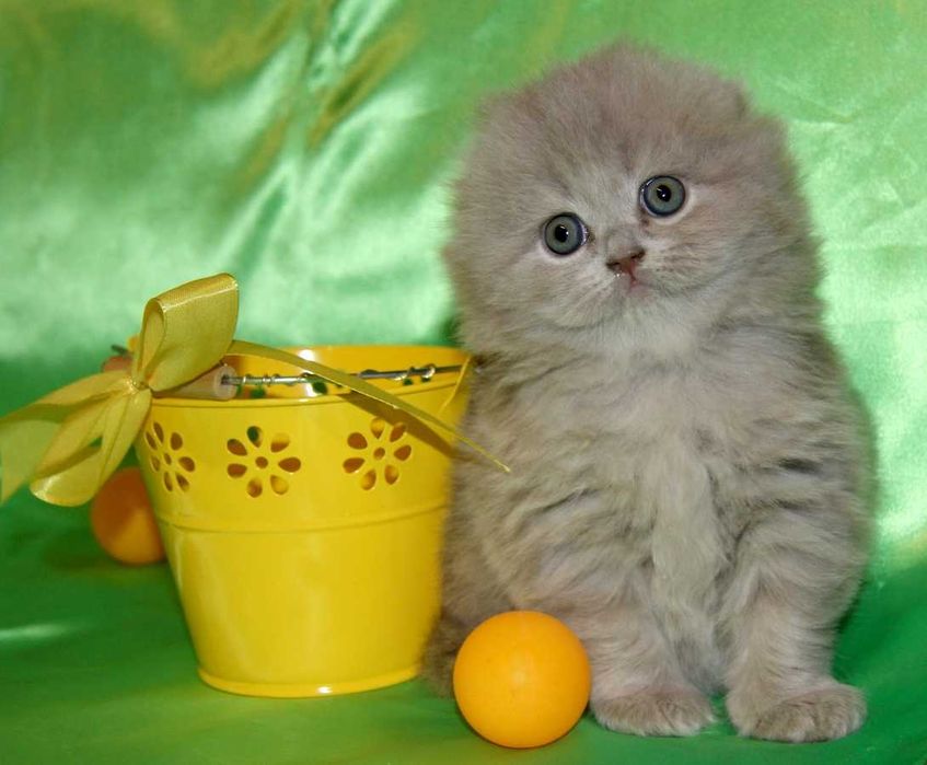 Котята шотландские вислоухие