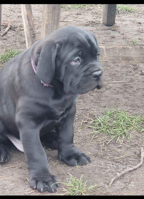 Кане корсо щенки.