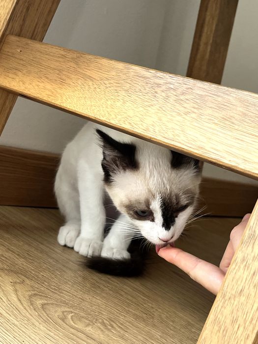 Gato para adoção - 4 meses, Elvis