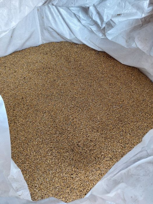 Owies Jary Rambo zbiór 2025