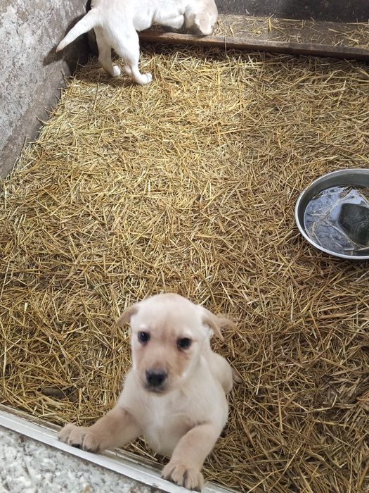 Labrador Retriever Z Rodowodem