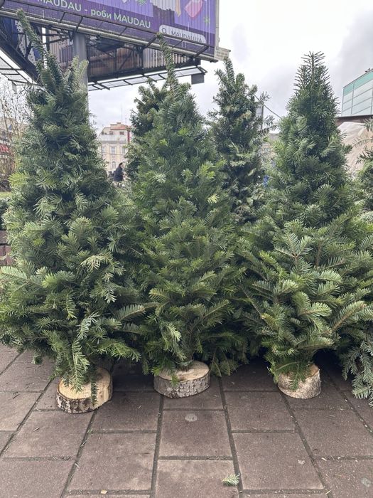 Ялинки, вінки та вмроби з хвої