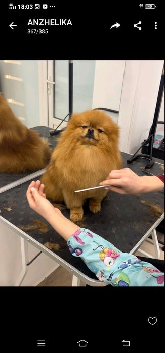 В'язка Померанський шпіц