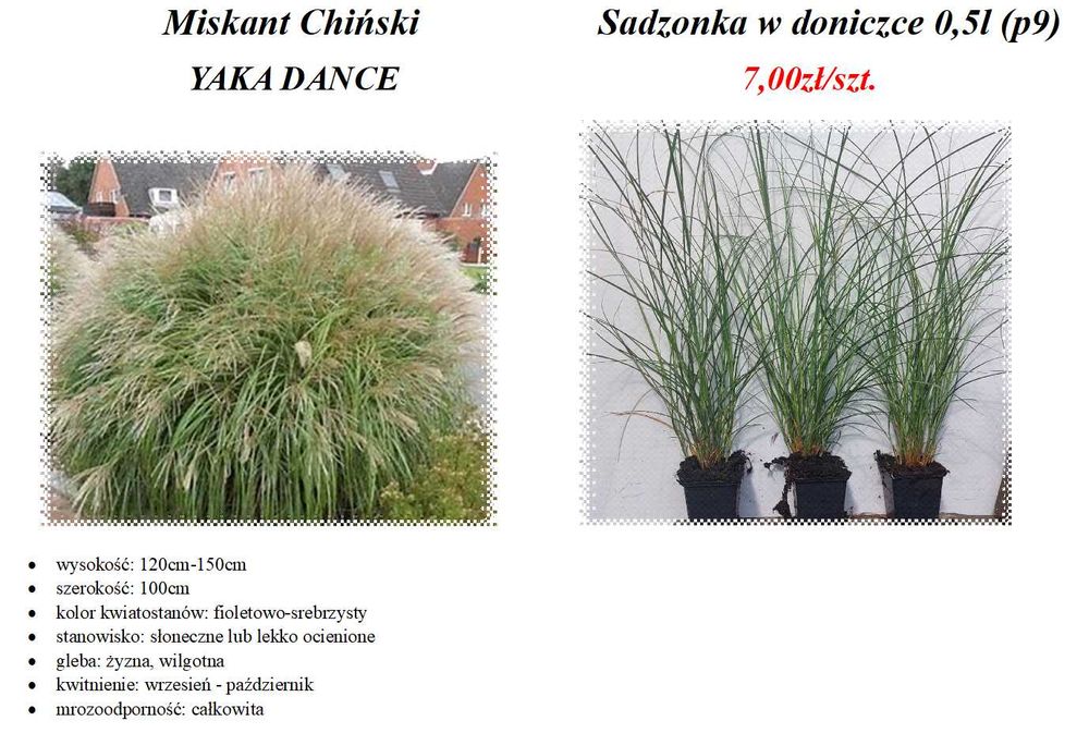 Miskant Chiński Yaka Dance wysyłka