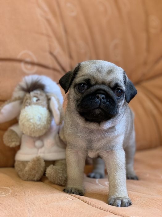 Бомбезні мопсики