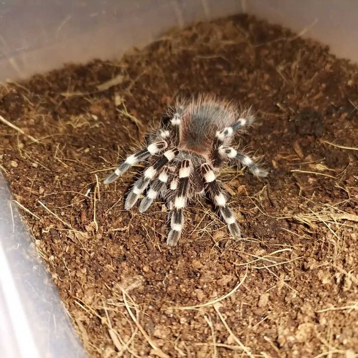 Acanthoscurria geniculata L5/L6/L7 - ptasznik, pająk