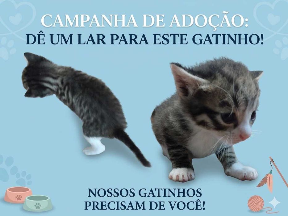 Gatinhos bebés  super fofos