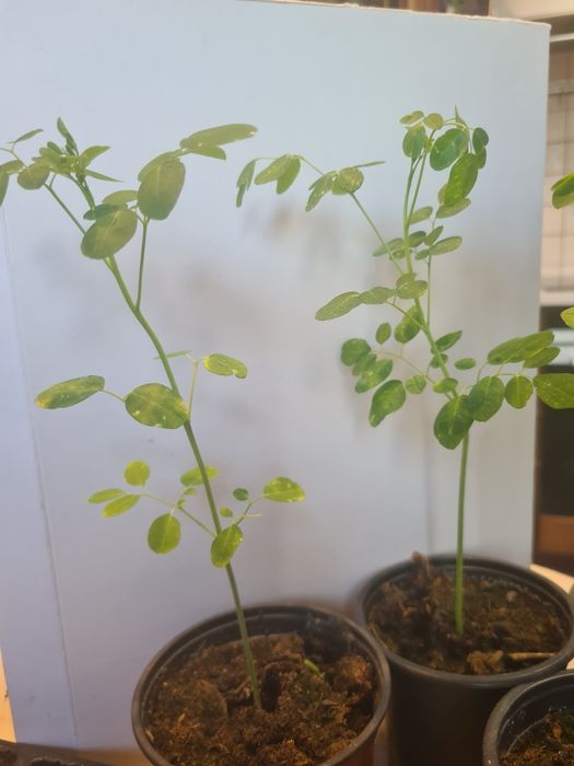 Moringa oleifera