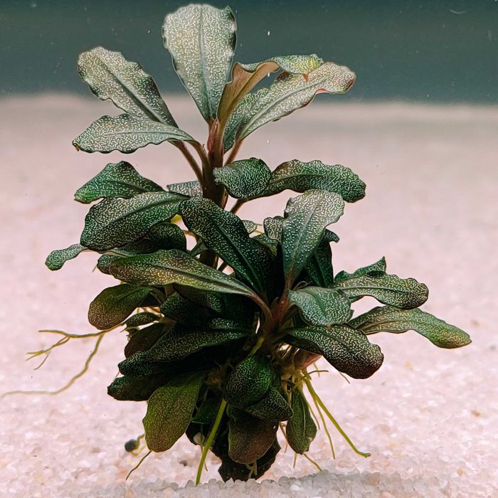 Bucephalandra/Bucephalandry/Bucki Rarytasy