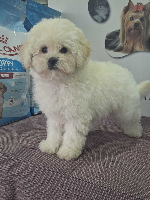Cachorro caniche/Poodle Toy Branco TOP