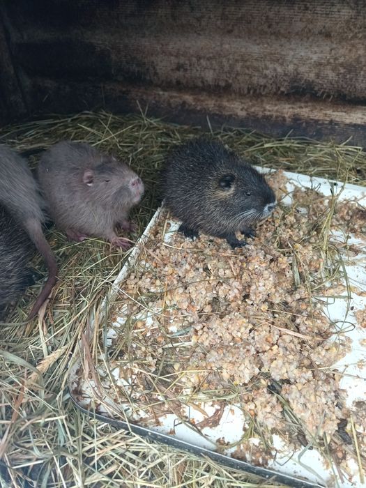 Цуценята продам.