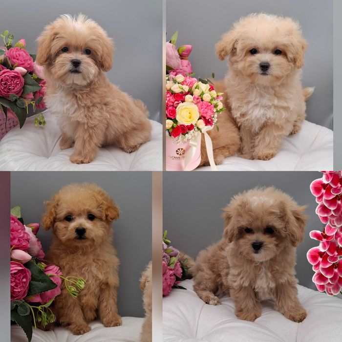 Пропоную міні цуценят Мальтіпу F1, Київ