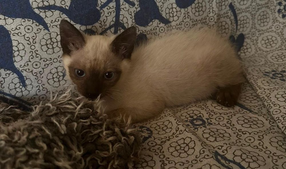 Gatinhos bebes para adopção responsável