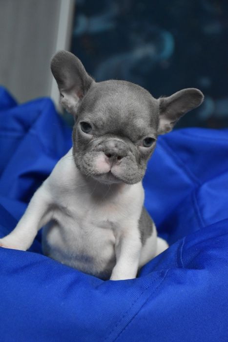 французький бульдог милий хлопчик