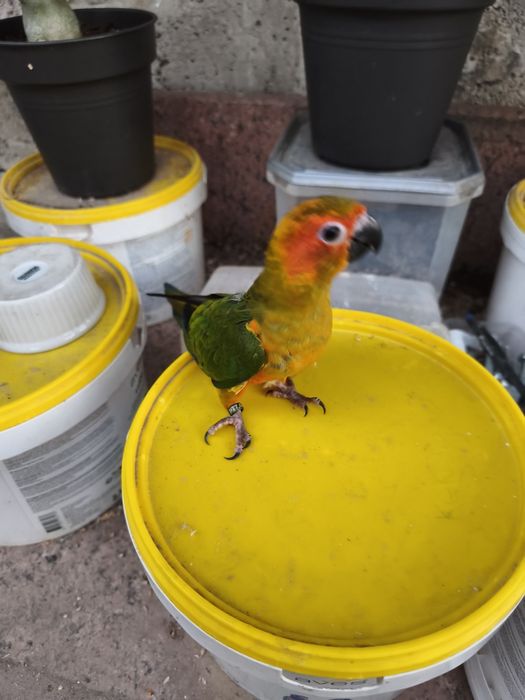 Aratinga sol criada á mão