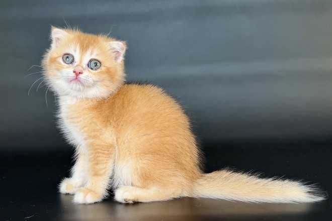 Кошенята, "шиншили", "чеширські коти" та інші
