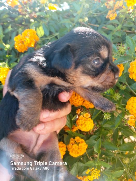 Lindo cachorrinho Yorkshire terrier
