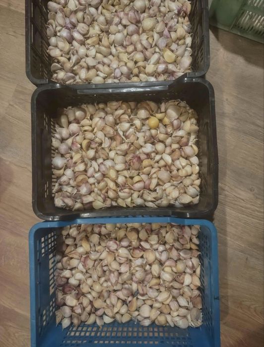 Czosnek na Sprzedaz 2kg
