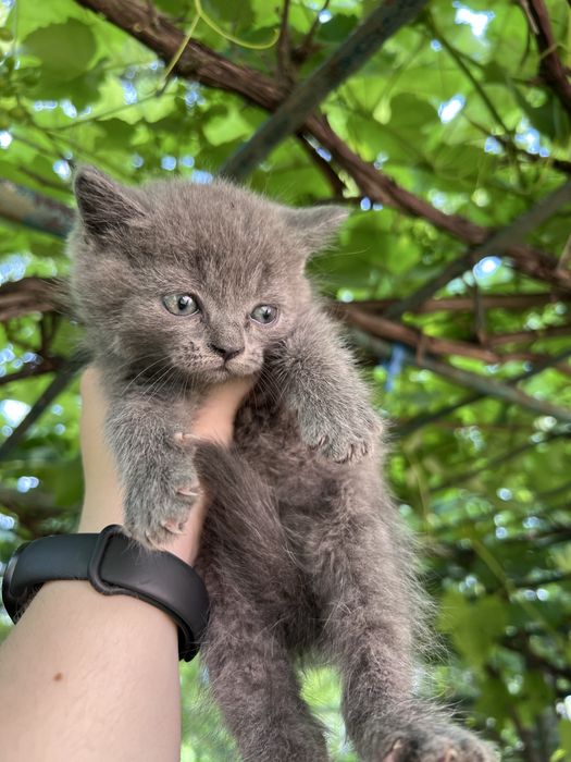 Продаються кошенята британці