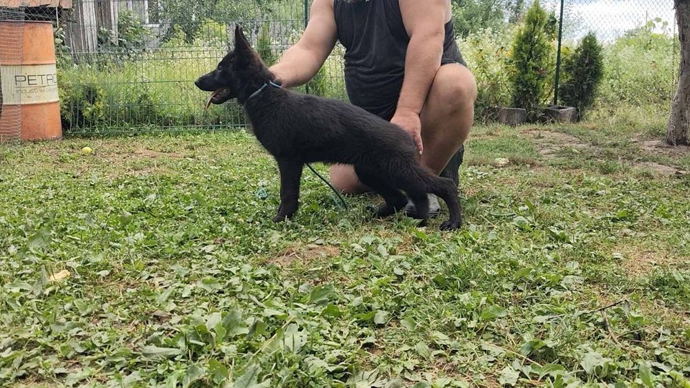 Цуцики чорного окрасу