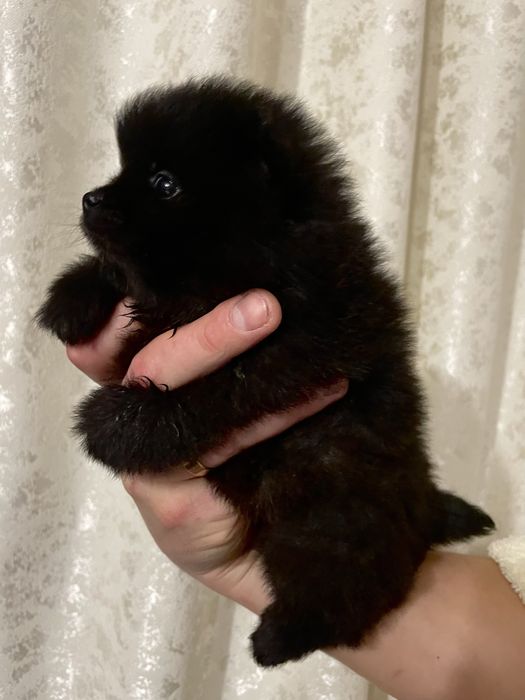 Померанський шпіц хлопчики та дівчатка