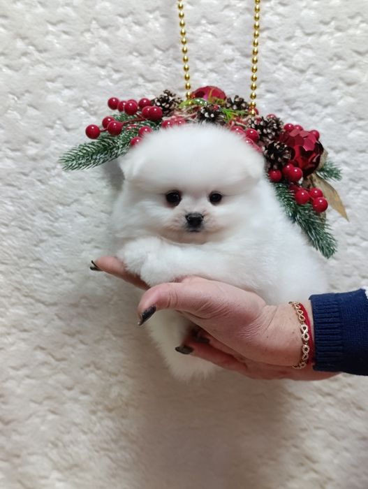 Мальчики - Померанский шпиц.