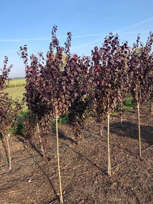 Śliwa Pissardii 200 cm Obwód 10-12 cm cena  280 zł