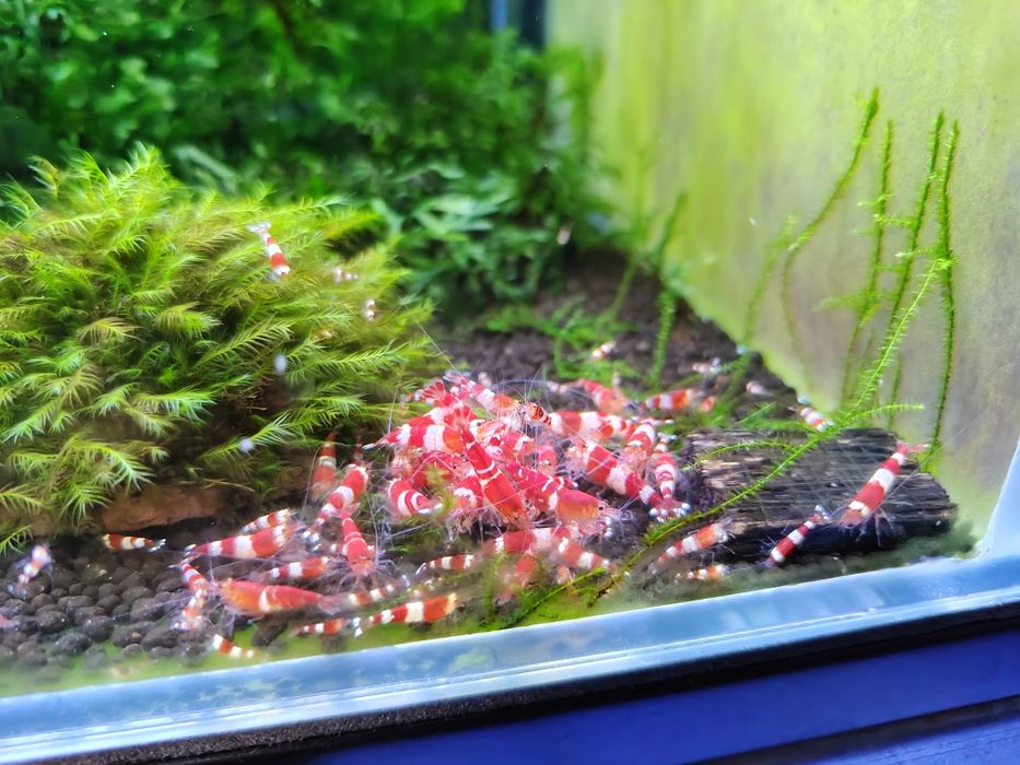 Krewetki Crystal Red Caridina