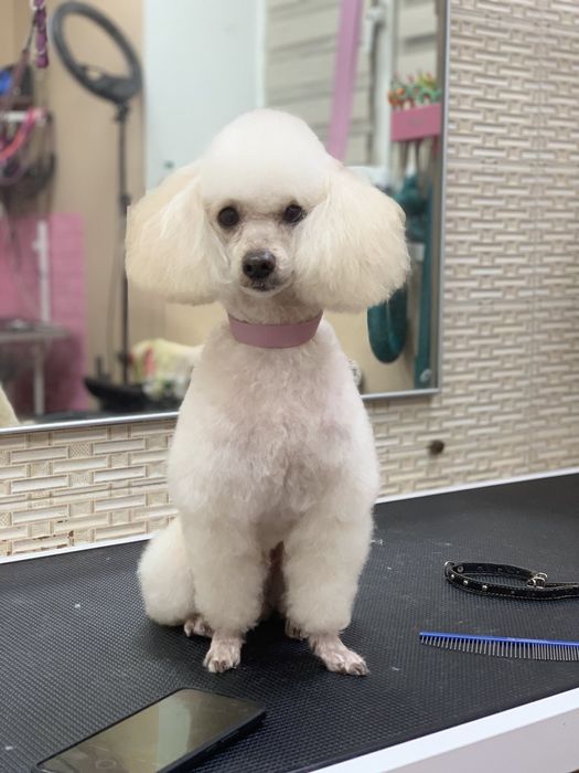 Той пудель в'язка