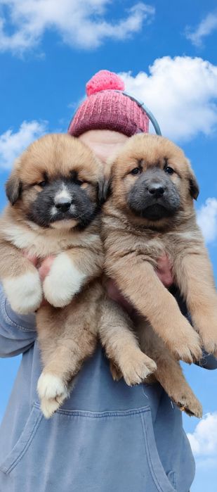 Шикарні чистокровні хлопчик та дівчинка