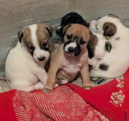 Отдам даром в добрые руки щенков