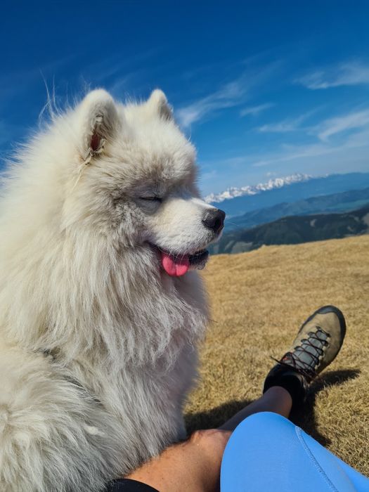 Samojed/ Samoyed szczeniak/ szczenię/ szczenięta