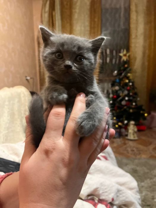 Шотландські кошенята