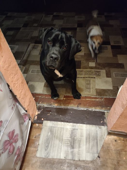 Кане Корсо терміново