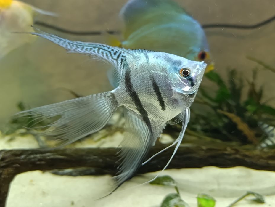 Продам голубых скалярий