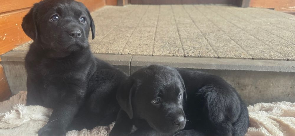 Szczenięta Labrador