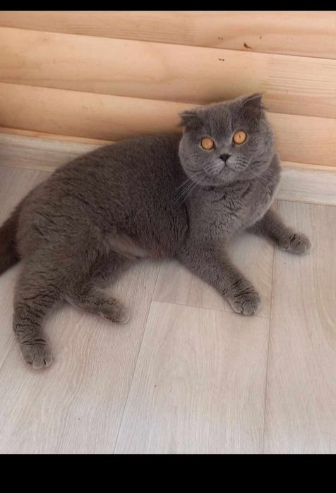 Шотландський вислоухий котик з документами