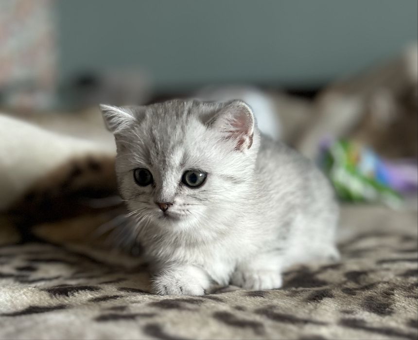 Кошенятко, британка, дівчинка