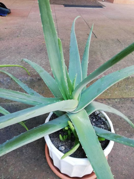 Aloes świeży aloe vera liście 1 kg