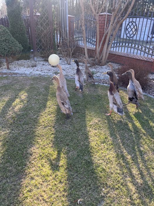 jaja lęgowe kaczki biegusy